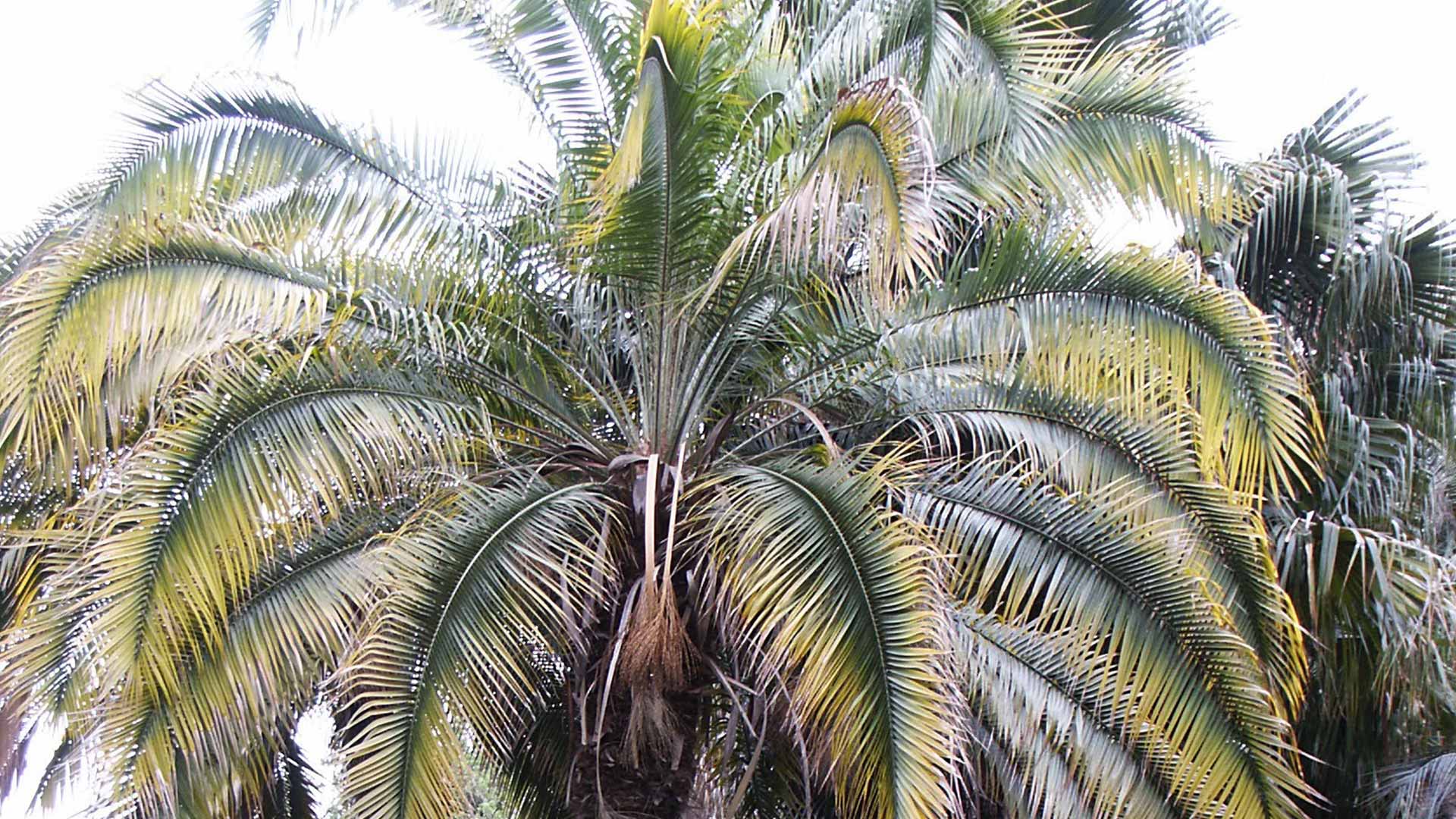 7 tips om jouw eigen Phoenix Rupicola (klif dadel palm) te kweken