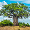 Verse Baobab boom zaden (Adansonia Digitata)