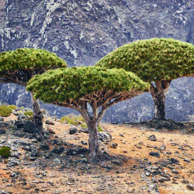 dracaena cinnbari bomen op Sokotra | www.drakenbloedboom.com