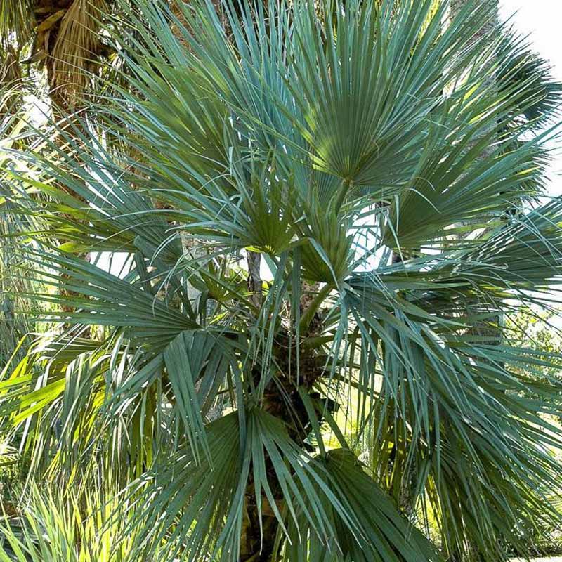 Nannorrhops Ritchieana palmboom en palmzaden