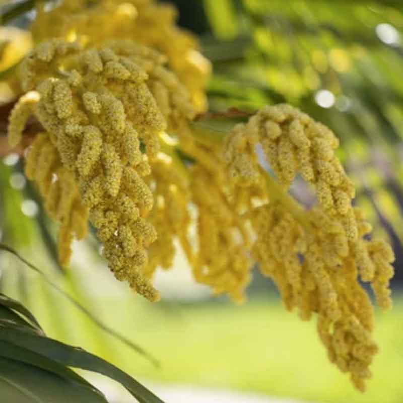 Phoenix Dactylifera | echte dadel palm | bloei | www.drakenbloedboom.com | verse zaden te koop