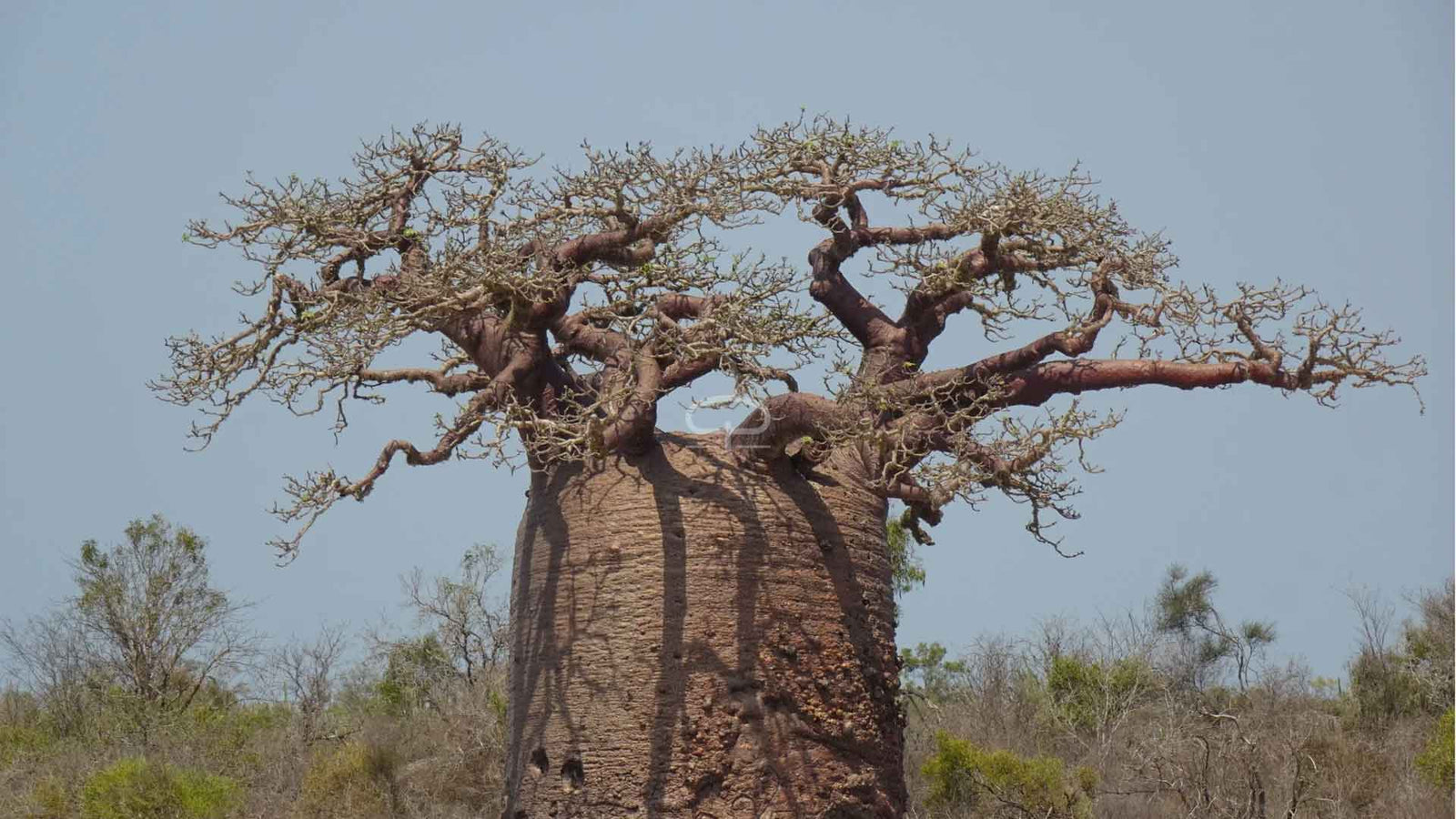 Adansonia fony zaaien – Zo kweek je een mini-baobab met karakter