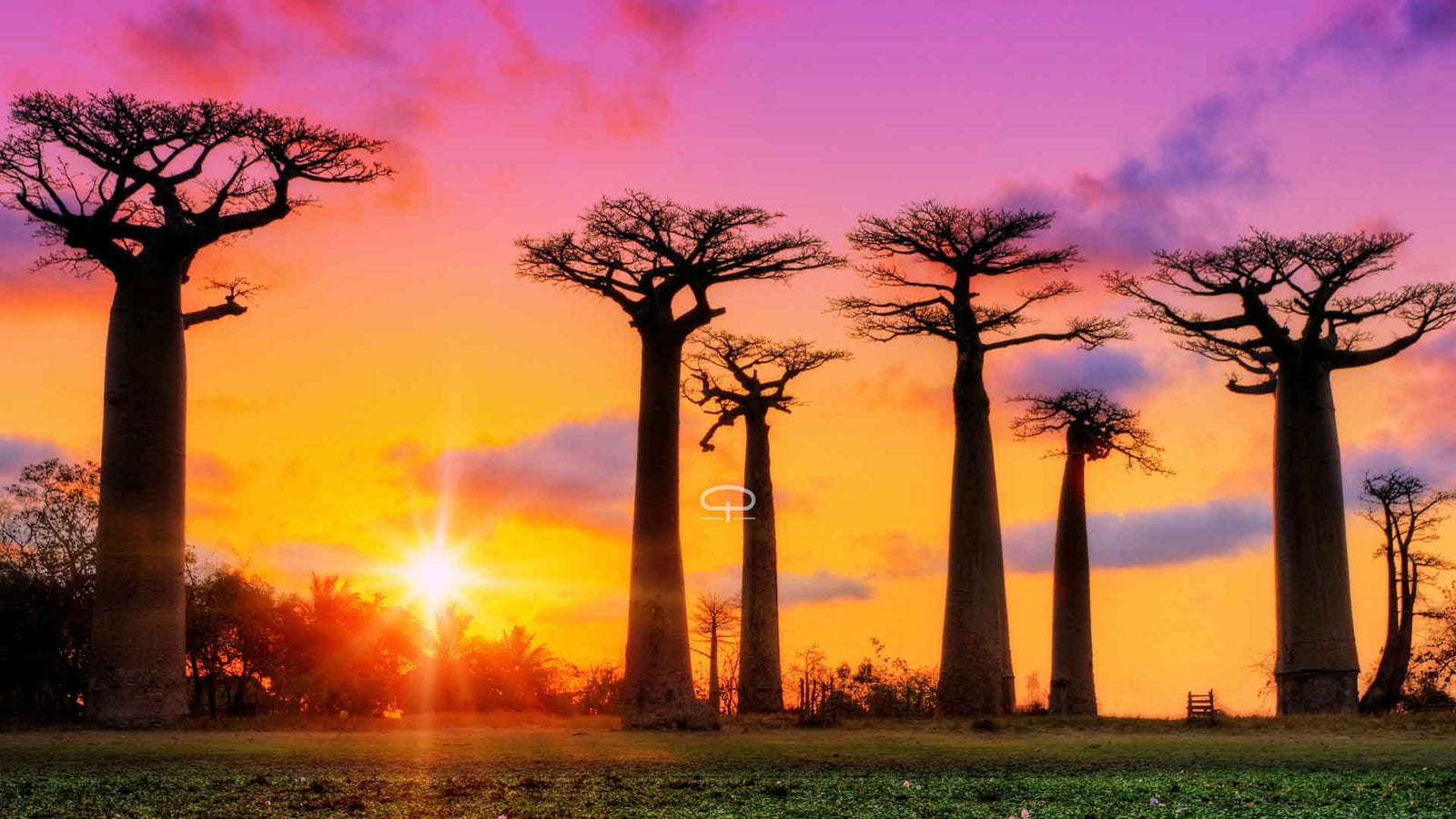Adansonia grandidieri (Baobab uit Madagaskar) zaaien, kweken en verzorgen