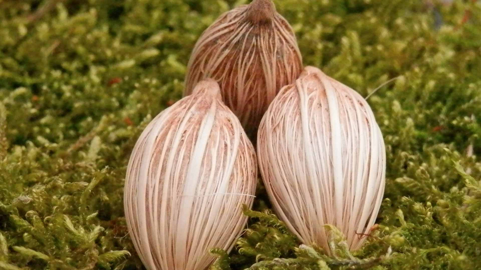 6 tips om je eigen Adonidia Merrillii te zaaien en te kweken