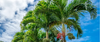 Interessante weetjes over de Adonidia Merrillii (Veitchia Merrillii) palmboom
