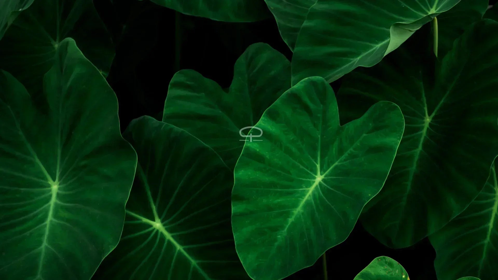 Alocasia (Elefantenohr): Die tropische Diva, die Sie kennen mssen!  -  Drakenbloedboom