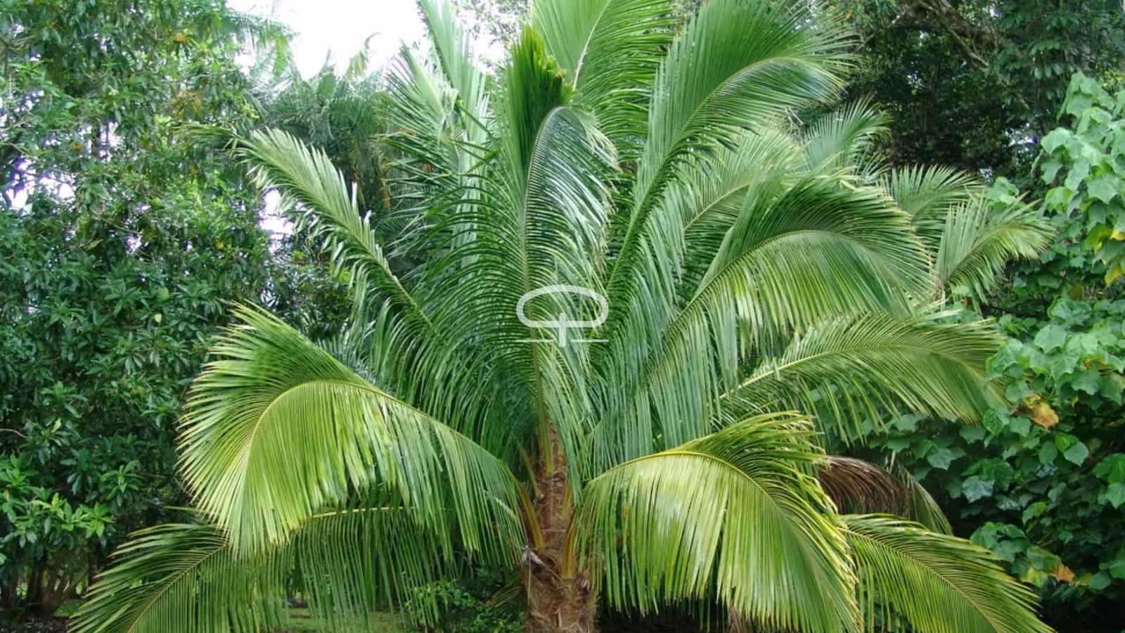 Kweek je eigen tropische schoonheid: Beccariophoenix Madagascariensis stap-voor-stap handleiding!