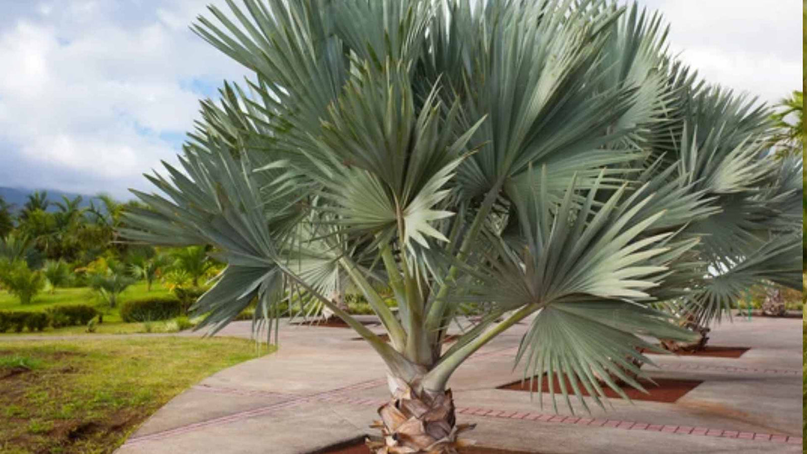 6 tips om je eigen Latania loddigesii te zaaien en te kweken