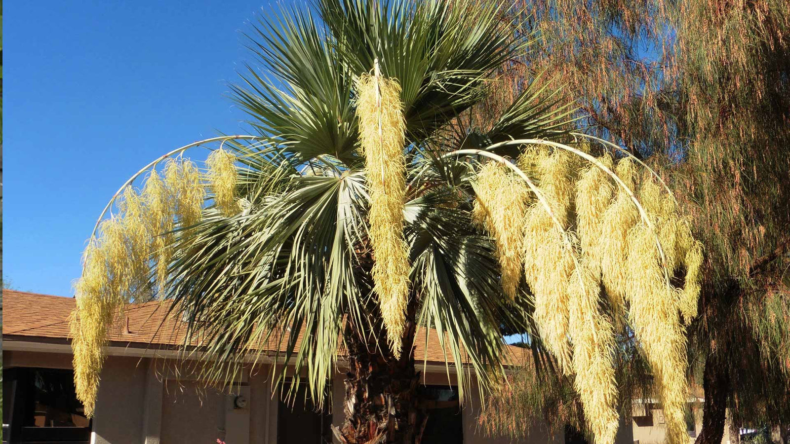 7 tips om jouw Brahea Armata (Mexicaanse Blauwe waaierpalm) te kweken