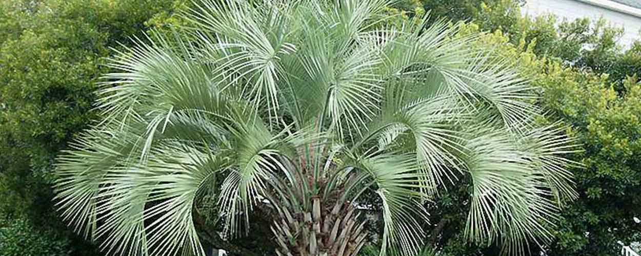 Aussaat, Anbau und Pflege von Butia Capitata (Pindo Palm oder Jelly Palm) | www.drakenbloedboom.com