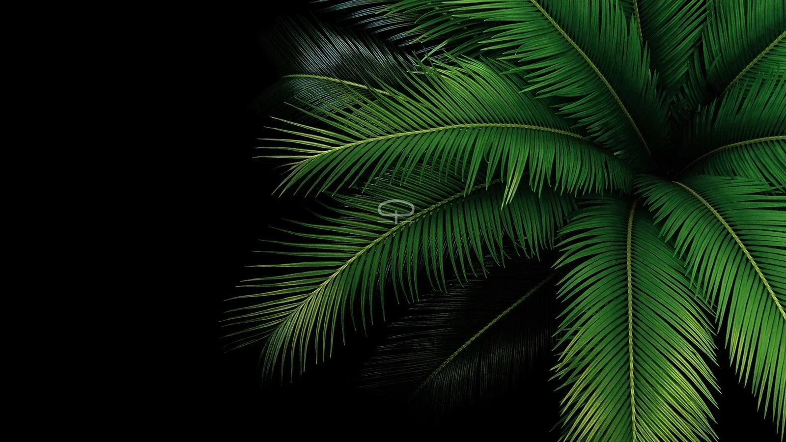 Cycas Revoluta De Tijdloze Koning van de Palmachtigen