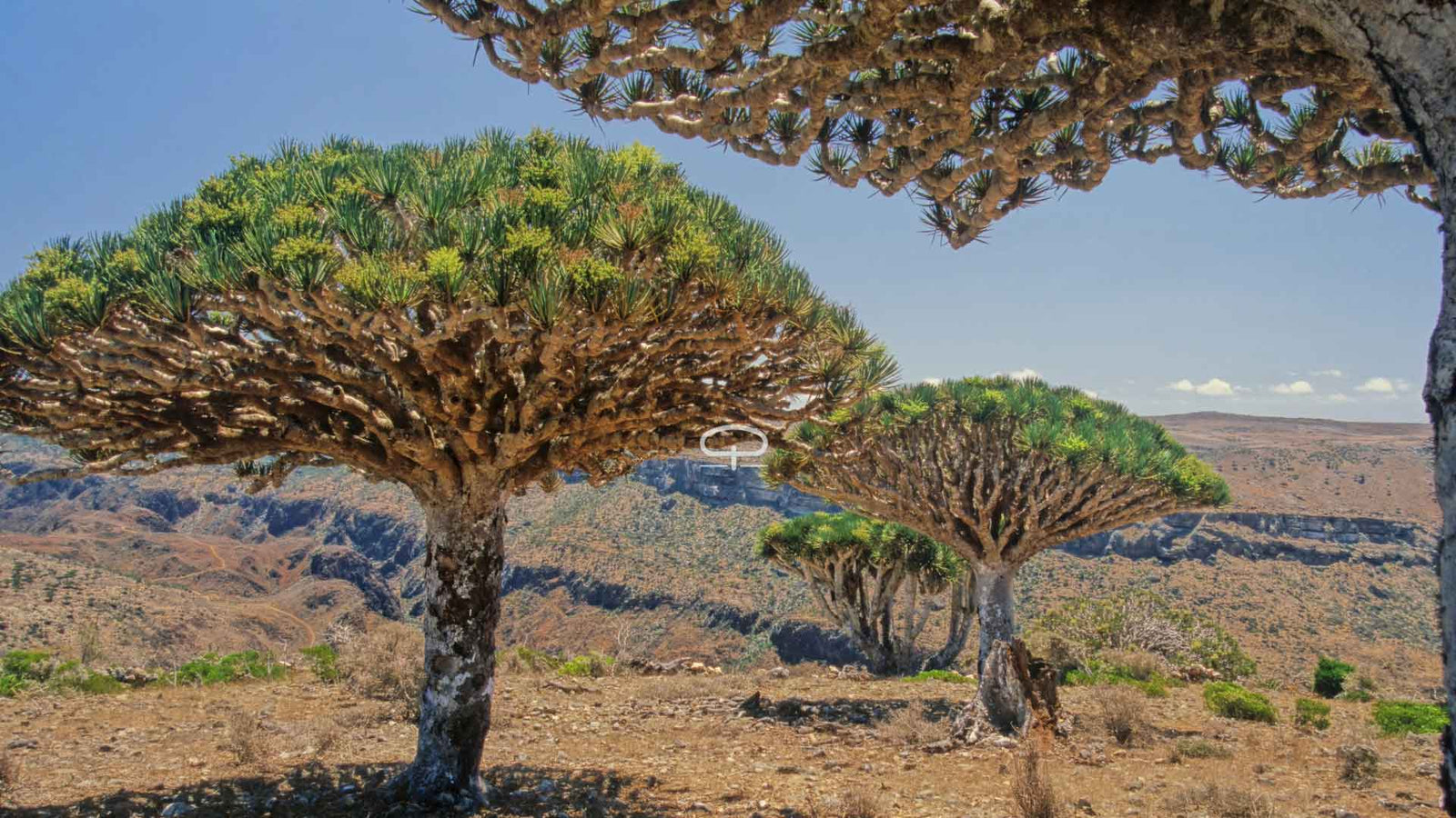 Dracaena Cinnabari Verzorging: Drakenbloedboom eerste Hulp na Aankomst & Groei op de Lange Termijn