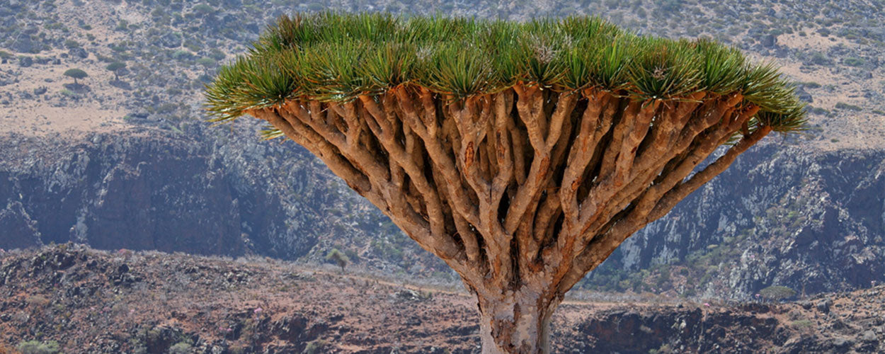 Drakenbloedboom - Dracaena Cinnabari