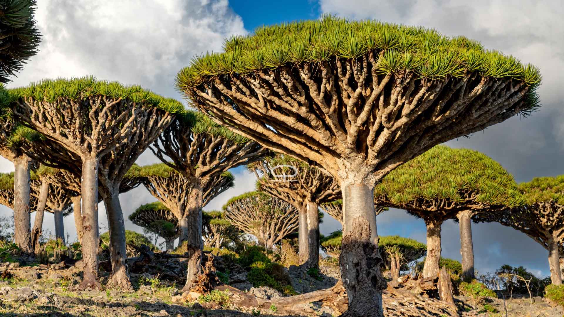 All about the Dracaena cinnabari (Dragon's Blood Tree from Socotra) -  Drakenbloedboom