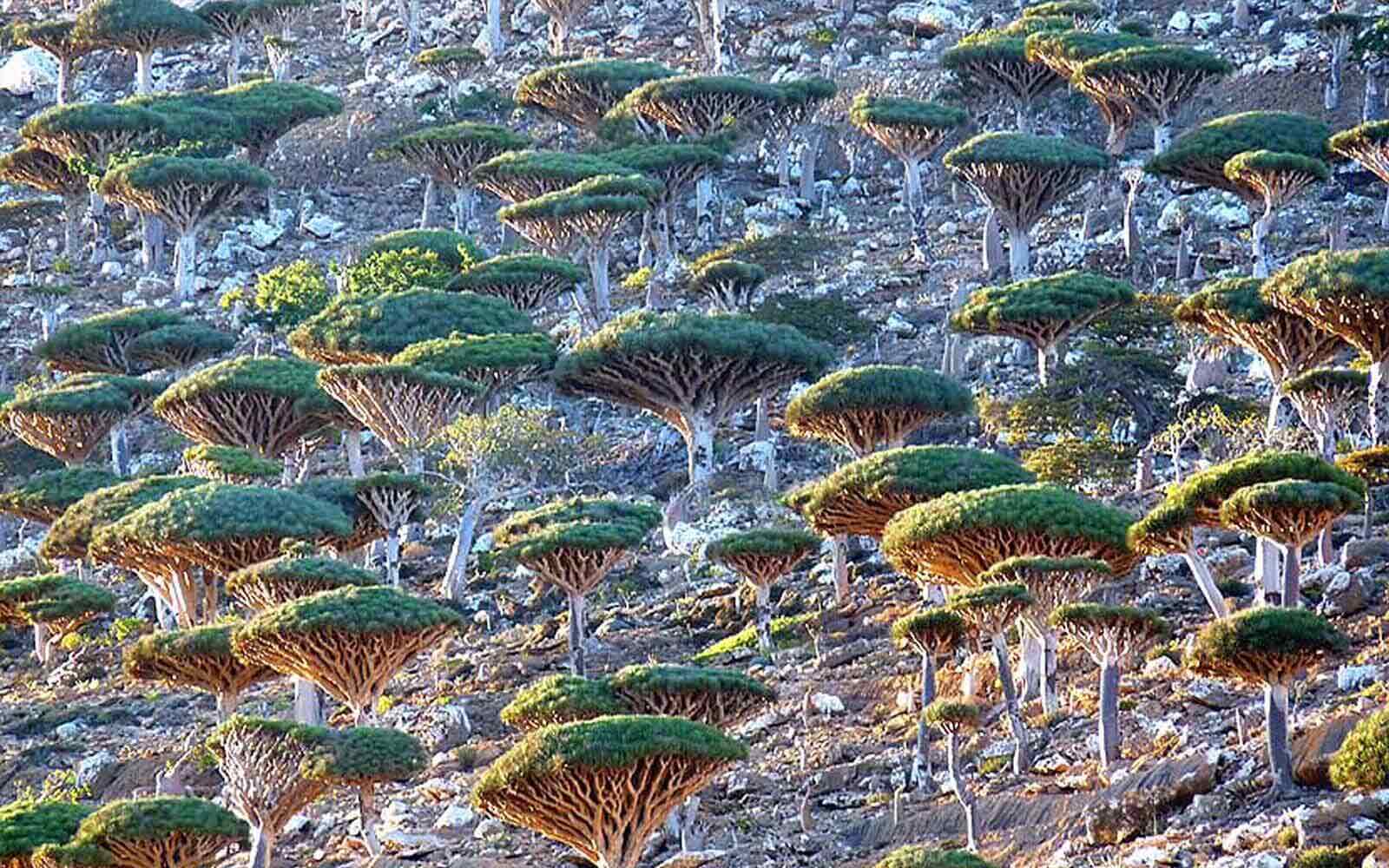 7 stappen om je Dracaena Cinnabari Drakenbloedboom te kweken