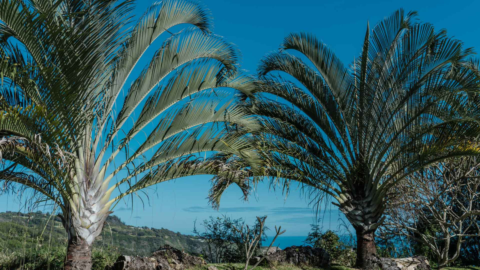 Dypsis Decaryi Kweken: Van Zaad tot Prachtige Palm in Eenvoudige Stappen!