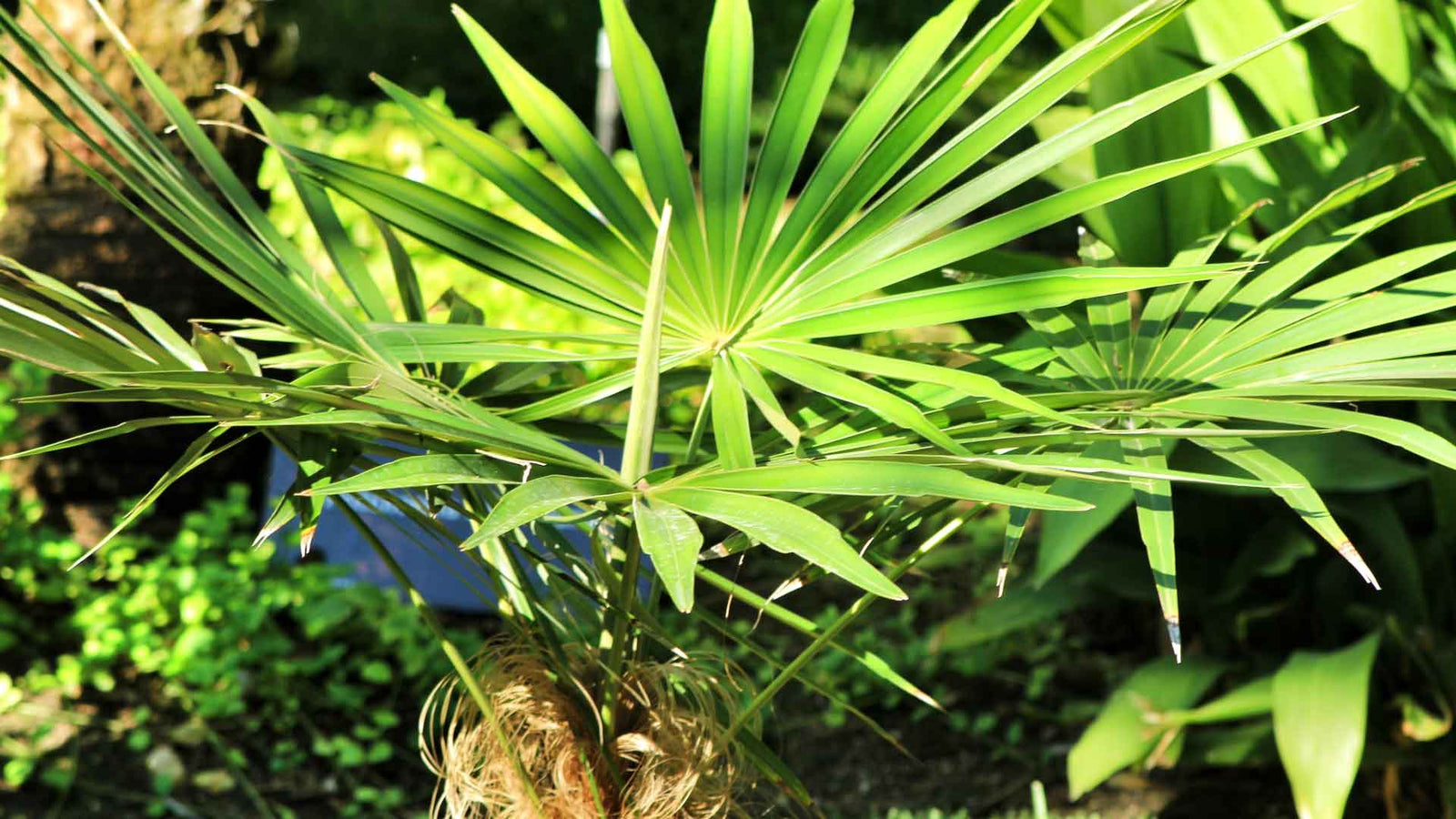 Eenvoudige Stappen om Coccothrinax Borhidiana Palmzaden te Kweken