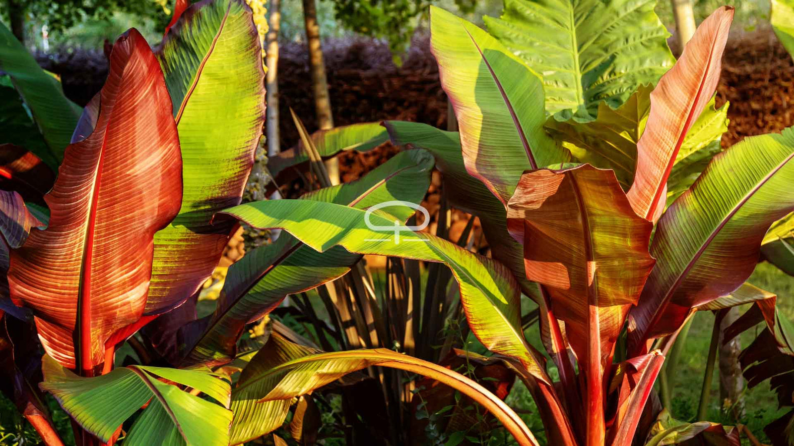 Ontkiem je eigen tropische paradijs: De ultieme gids voor Ensete ventricosum zaden