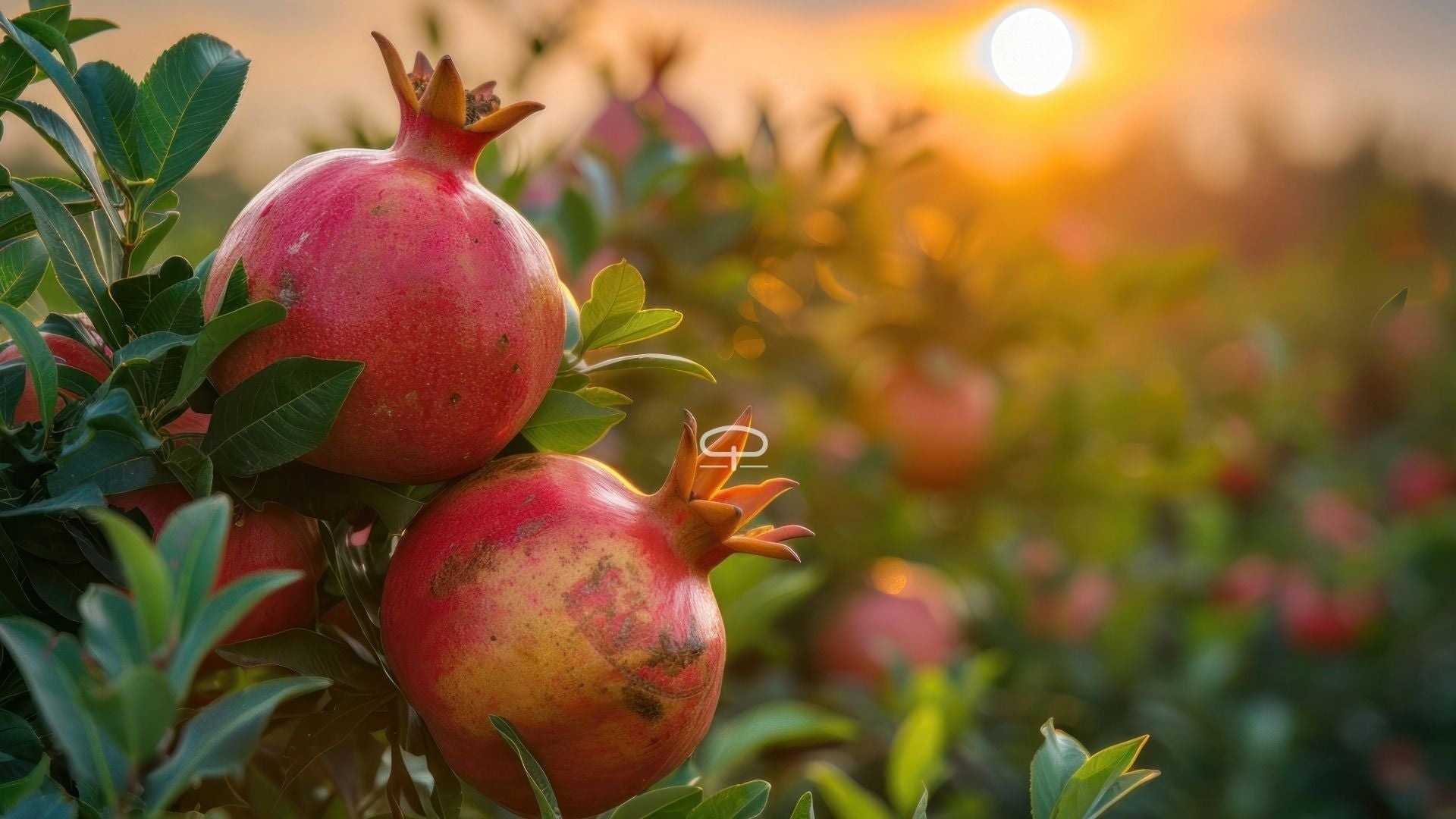 Granaatappelplant ontvangen Zo verzorg je jouw Punica Granatum als een pro!