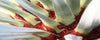 Bonsai Drakenbloedboom | Drakenbloedboom.com