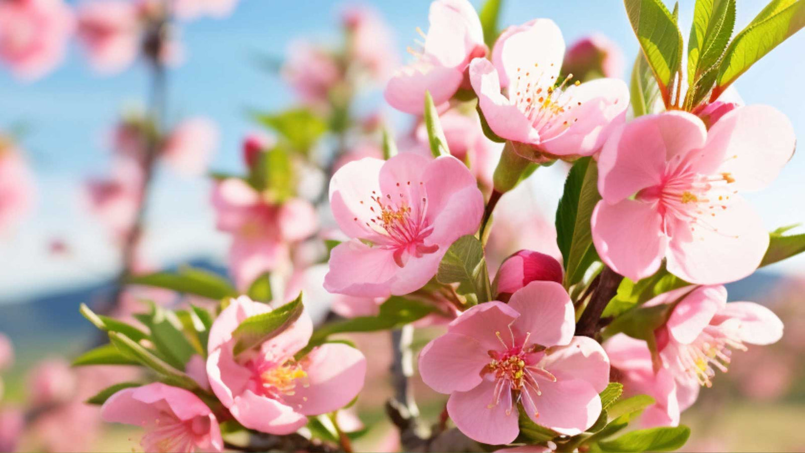 Hoe Verzorg Je een Amandelplant als Kuipplant (Prunus Dulcis)