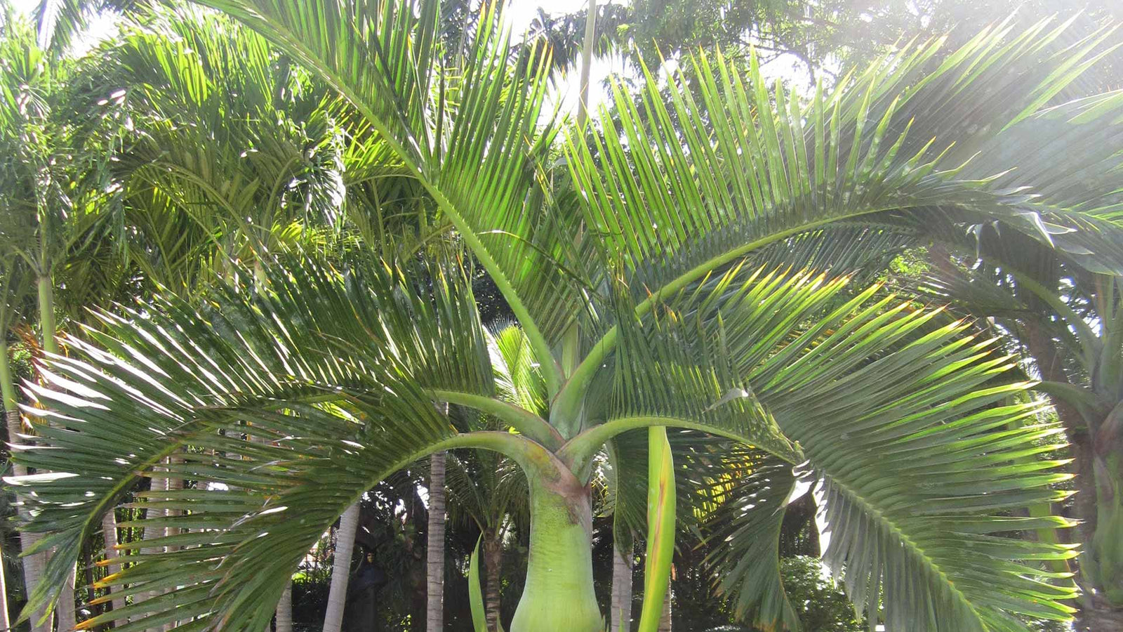 7 tips om jouw Spindle Palm (Hyophorbe Verschaffeltii) te zaaien