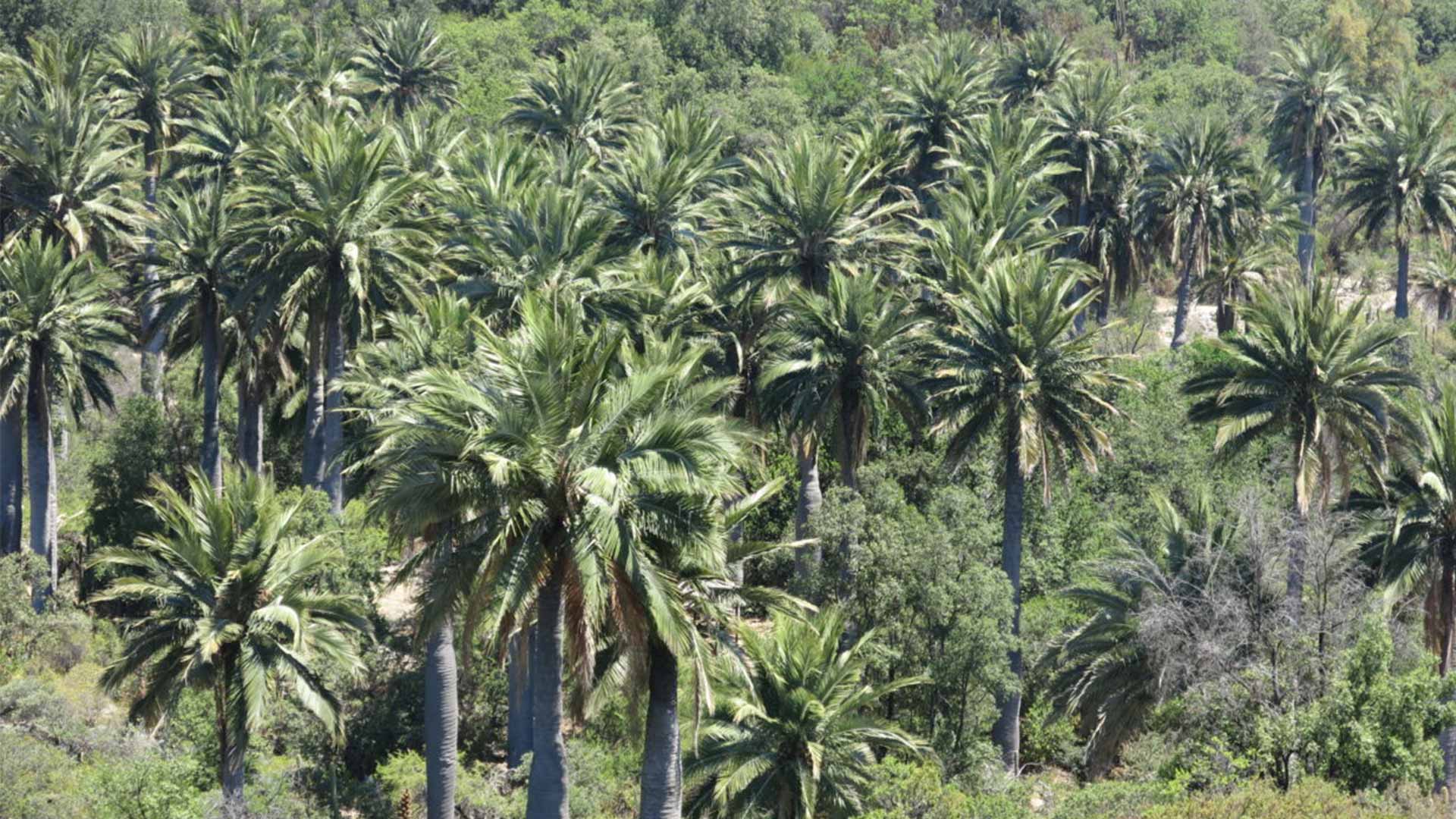 De majestueuze Jubaea Chilensis palmboom (Chileense wijnpalm)De majestueuze Jubaea Chilensis palmboom (Chileense wijnpalm)