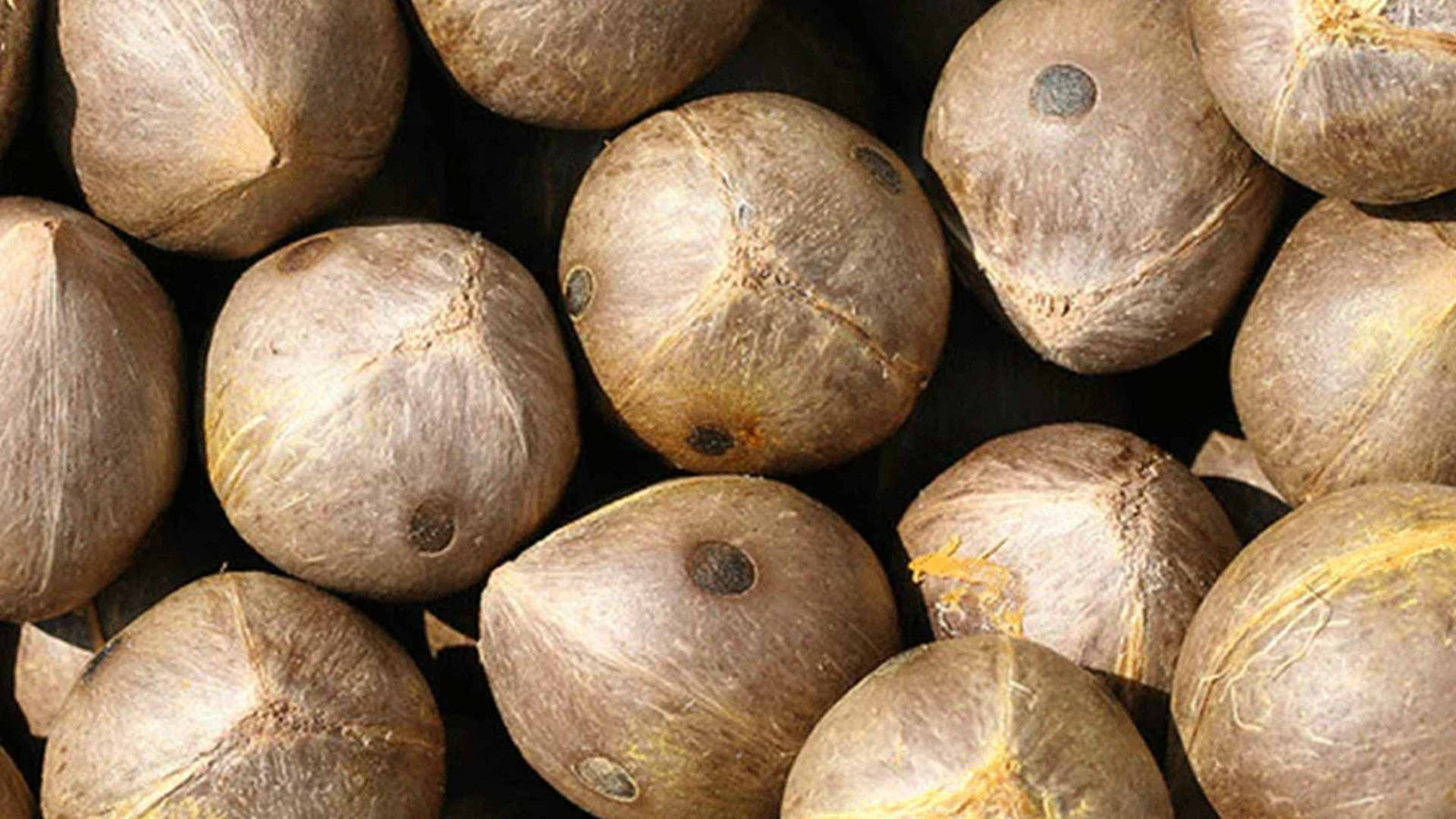 8 tips om de Jubaea Chilensis palm te kweken uit zaad