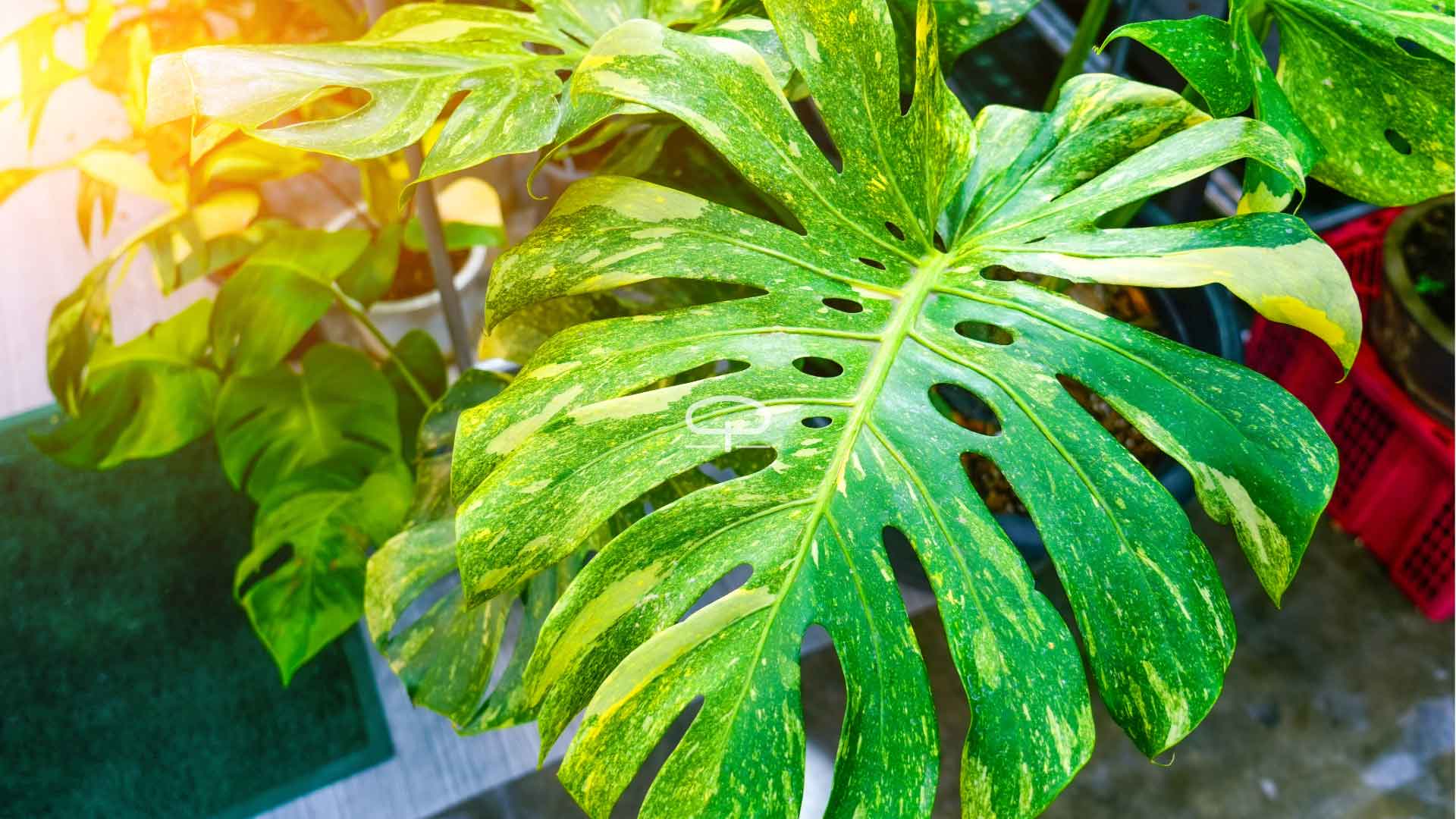 Monstera Deliciosa aus Samen ziehen  Pflege- und Keimungsschritte -  Drakenbloedboom
