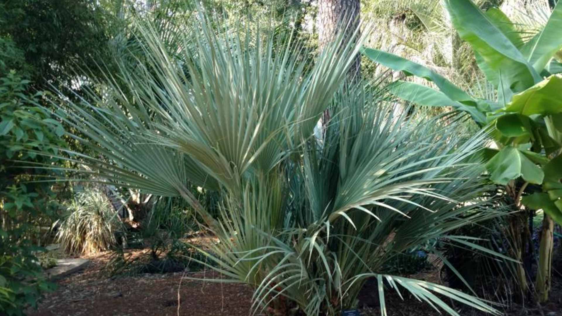 Het kweken van de winterharde Mazari palm (Nannorrhops ritchieana)