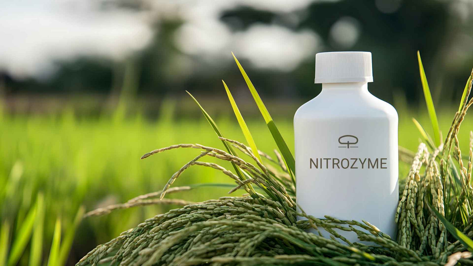 Boost de Groei van Je Planten met Nitrozyme: Van Zaad tot Volwassen Plant