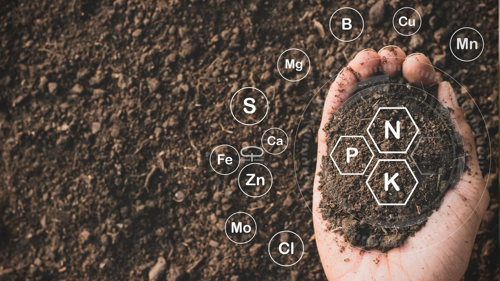 Palmbomen voeden 101 Alles wat je moet weten over palmvoeding