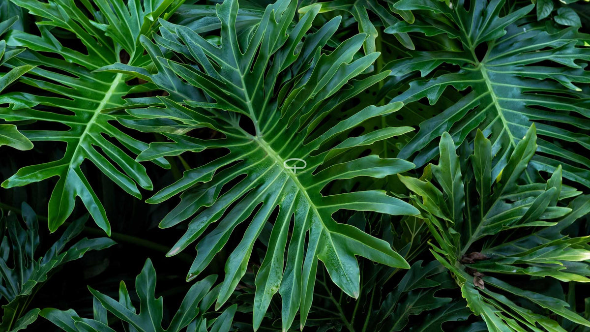 Philodendron Selloum verzorgen: zo krijg je grote, gezonde bladeren