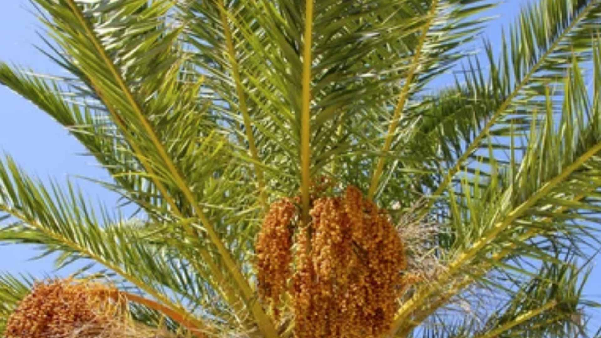 7 tips om jouw eigen Phoenix Canariensis (Canarische dadel palm) te kweken