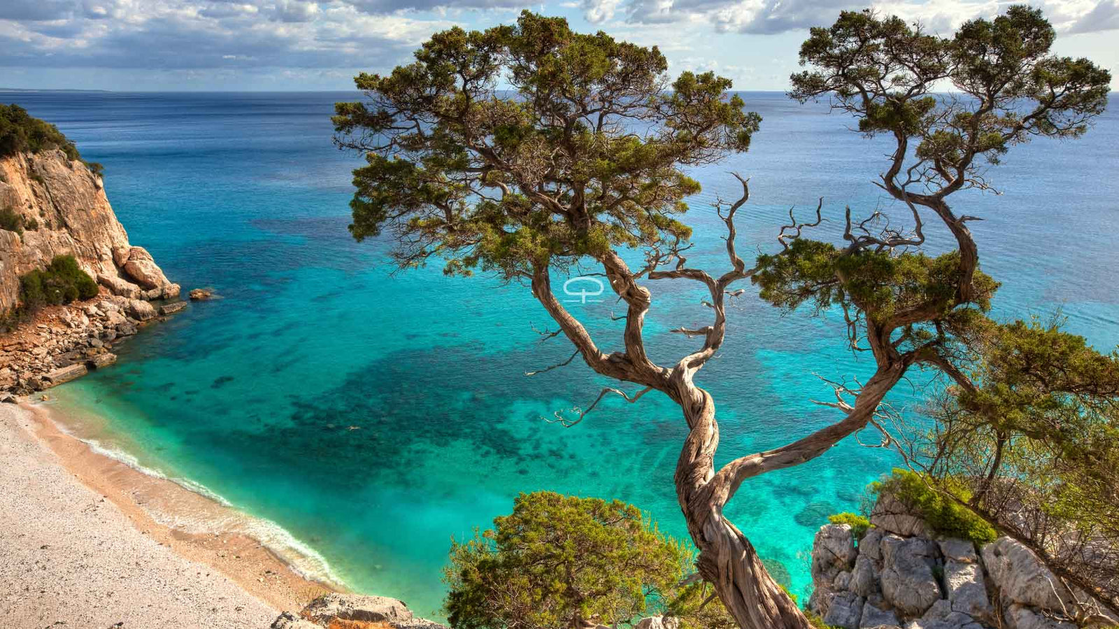 Pinus Pinea zaaien – Zo kweek je je eigen pijnboompittenboom - pijnbomen aan de spaanse zee