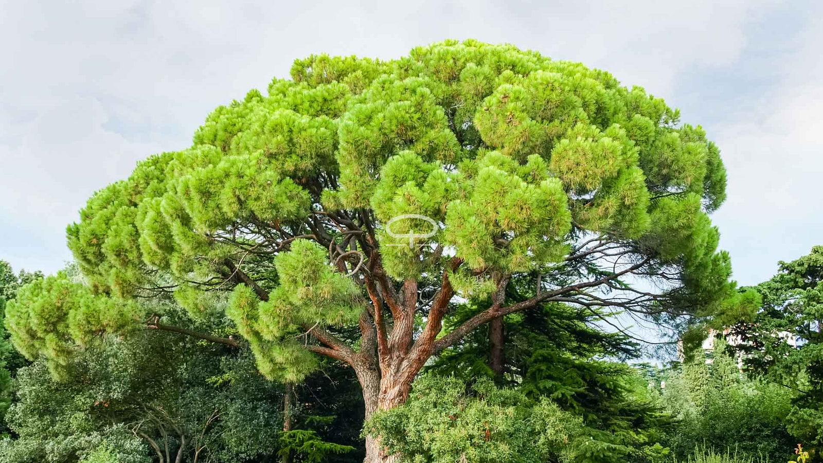 De Pino Piñonero (pinus pinea): De Koning onder de Pijnbomen (en de beste snackleverancier van Spanje)