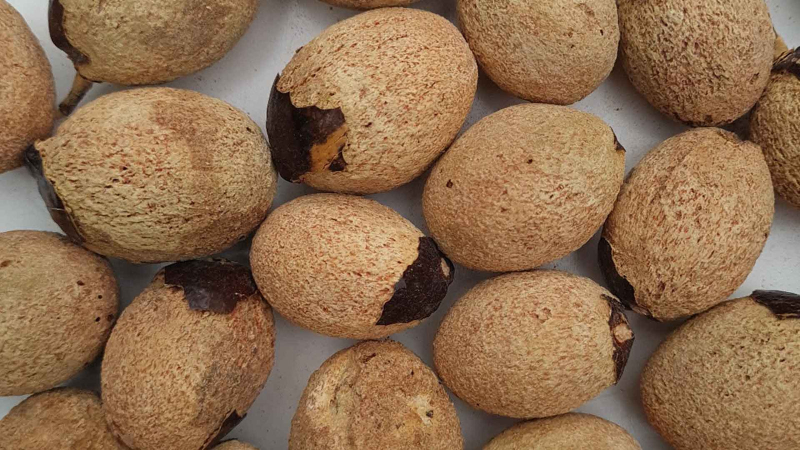 STAP-VOOR-STAP MEDEMIA ARGUN PALMZADEN KWEKEN - ZO DOE JE DAT!