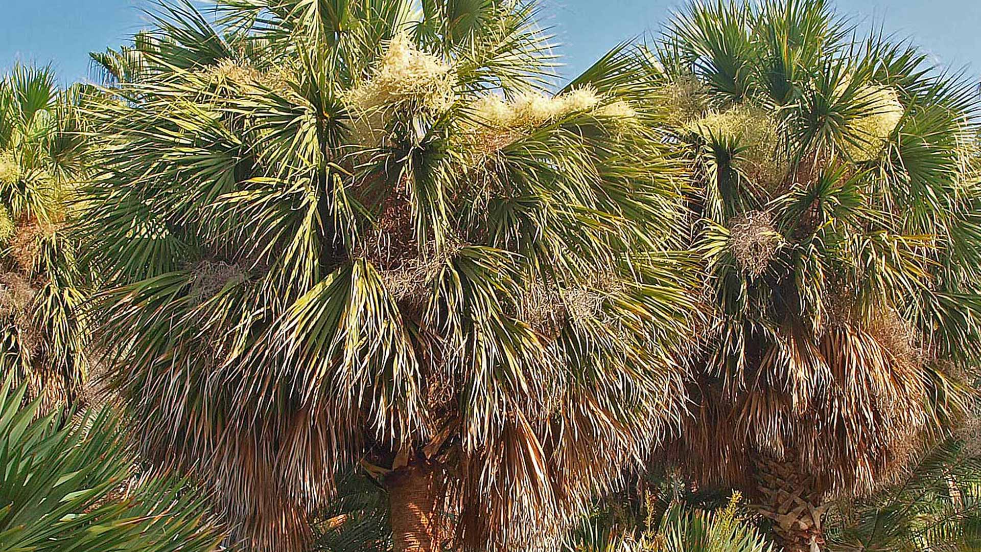 7 tips om jouw Sabal Mexicana (Mexicaanse palm) te kweken
