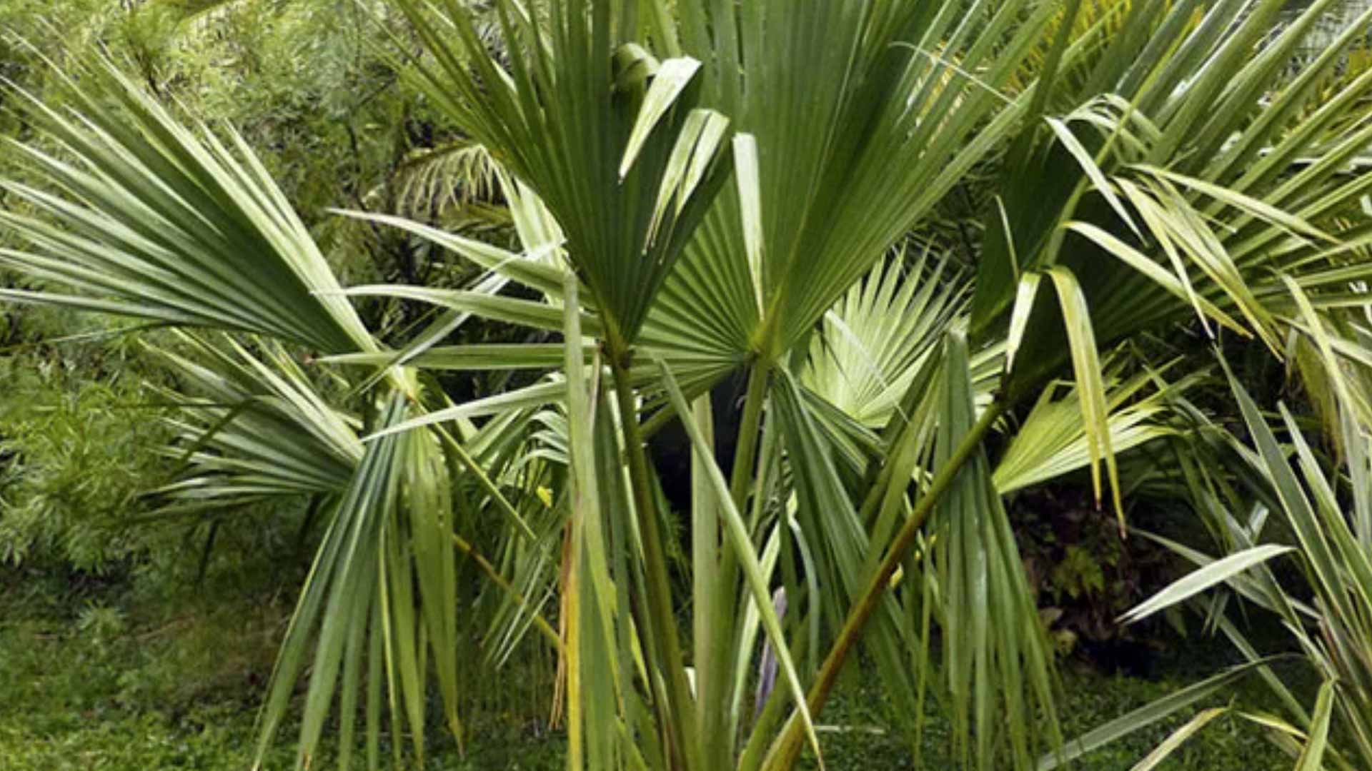 7 tips om je Sabal Minor (Dwerg palm) te zaaien en te kweken