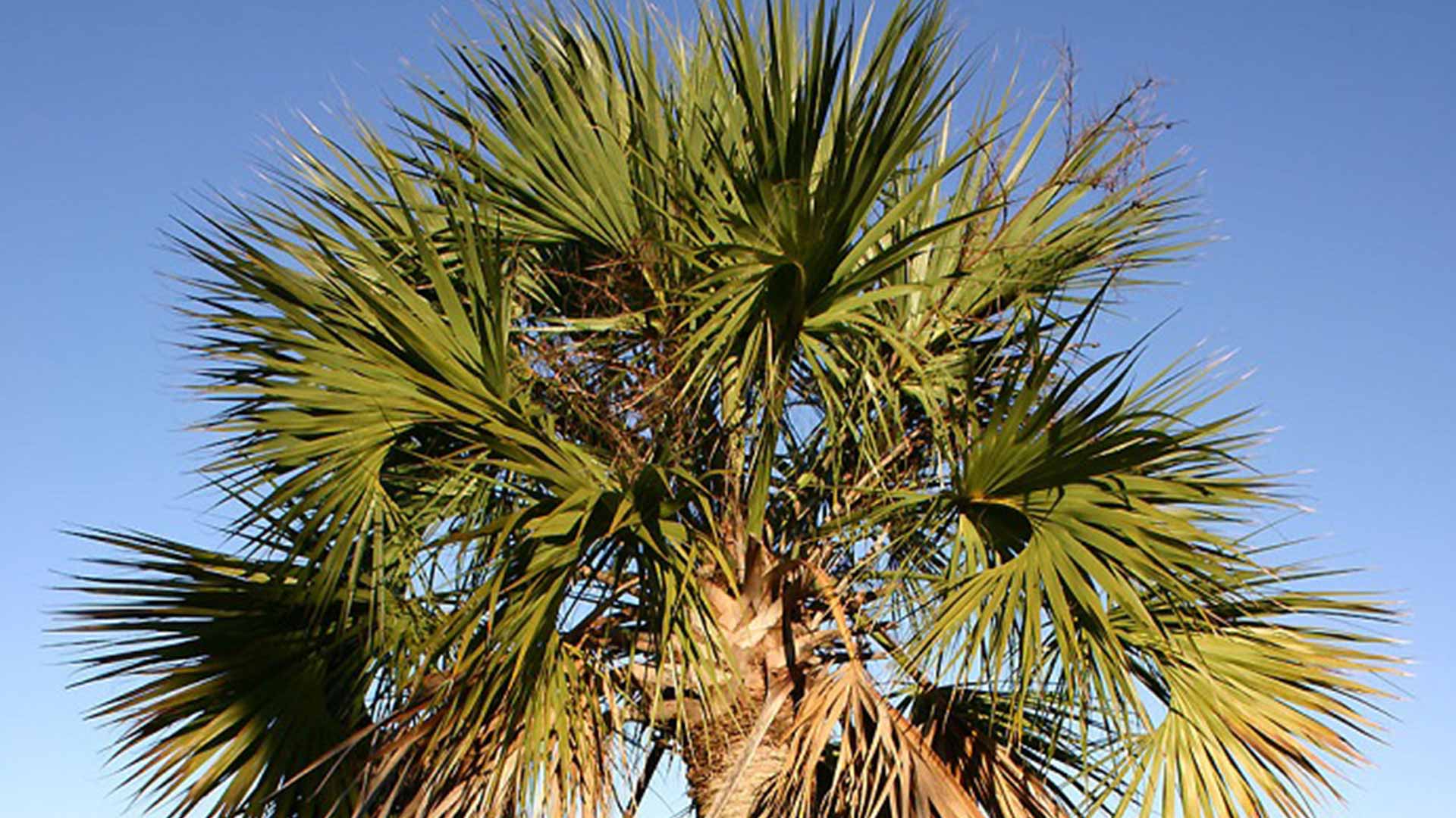7 tips om je Sabal Palmetto (Cabbage palm) te zaaien en te kweken