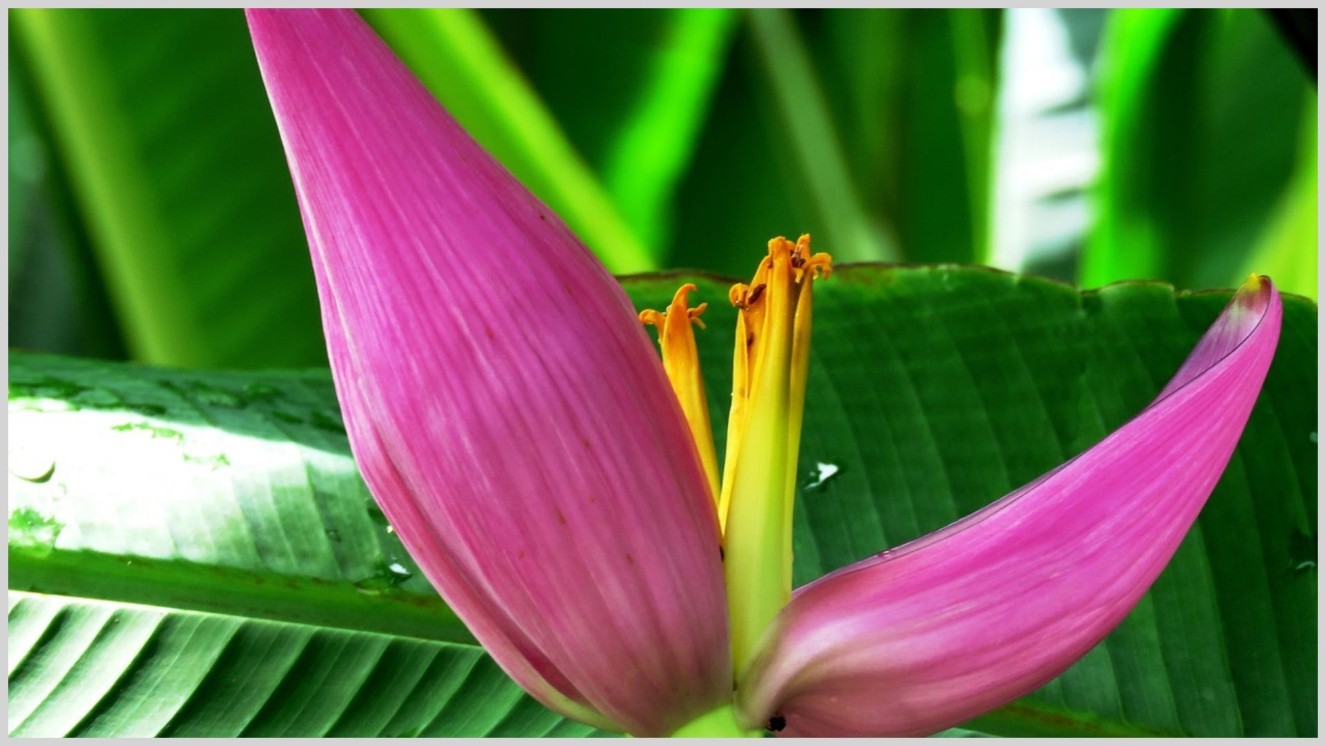 Musa velutina-Banane (Rosa Bananenpflanze) Detaillierte Aussaat- und  Anbauanleitung - Drakenbloedboom
