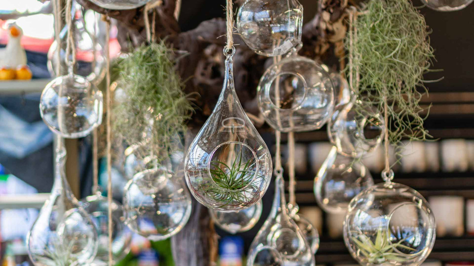 Tillandsia Luchtplantjes – Onderhoudsarme Eyecatchers voor Elk Interieur