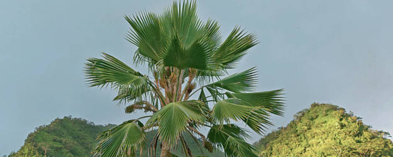 Tips om je eigen Pritchardia Pacifica palm uit zaad op te kweken