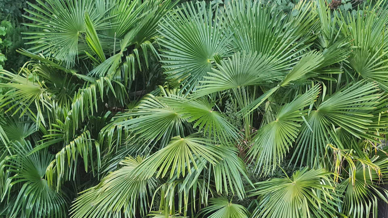 Hoe kun je het best de Trachycarpus Fortunei (Chinese waaierpalm) verzorgen