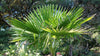 Hoe zaai en kweek je de Trachycarpus Martianus palm uit zaad |Himalayan Windmill palm