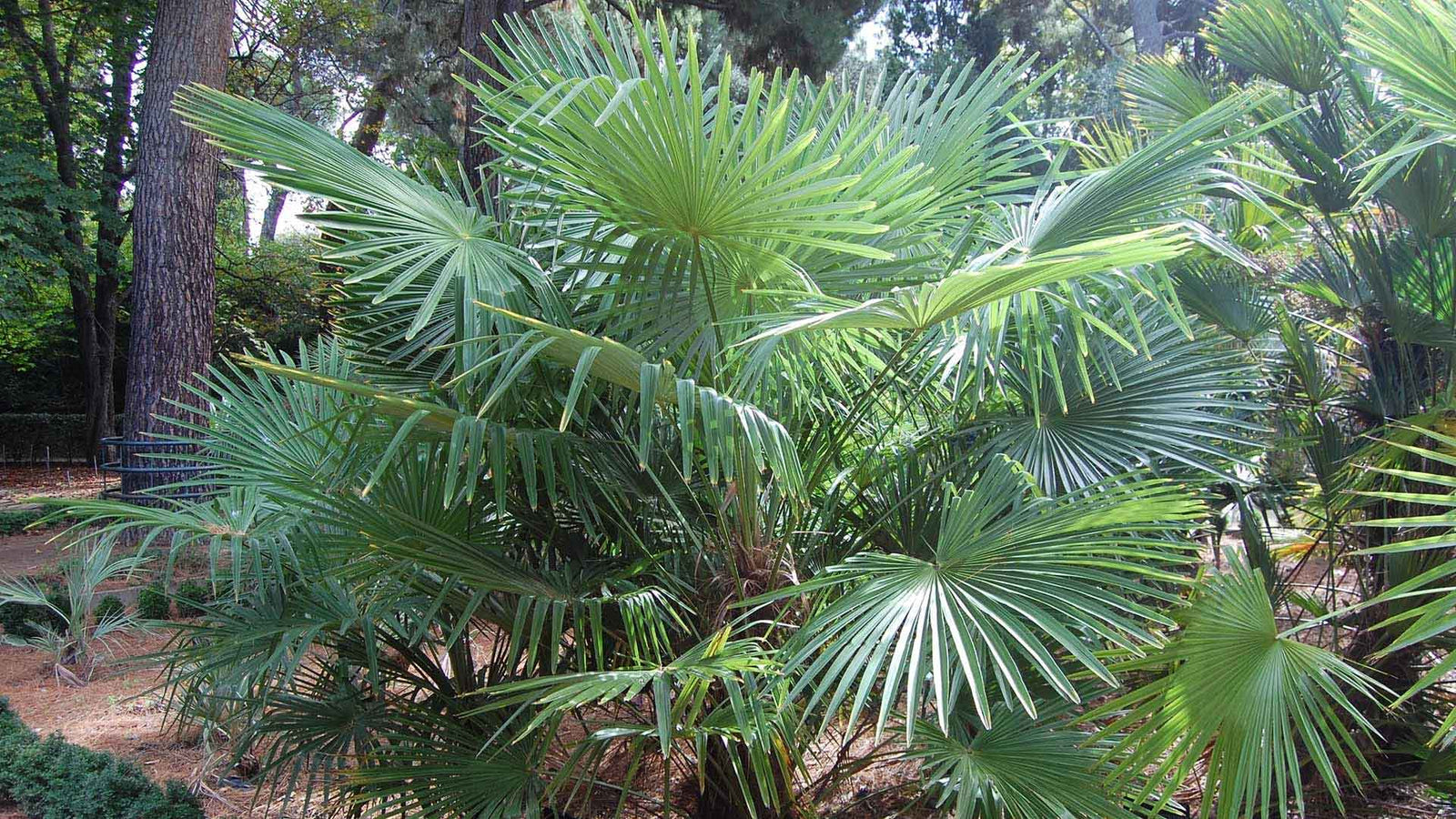 HOE ZAAI EN KWEEK JE DE TRACHYCARPUS TAKIL PALM UIT ZAAD - Kumaon Palm
