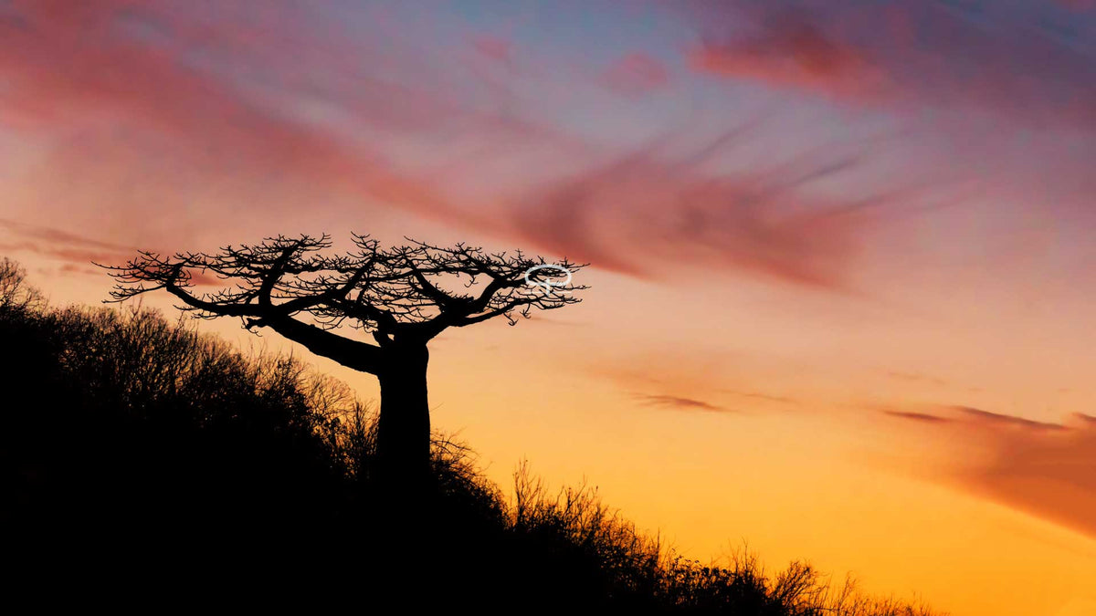 Van keihard zaadje tot baobab - zo kweek je Adansonia madagascariensis