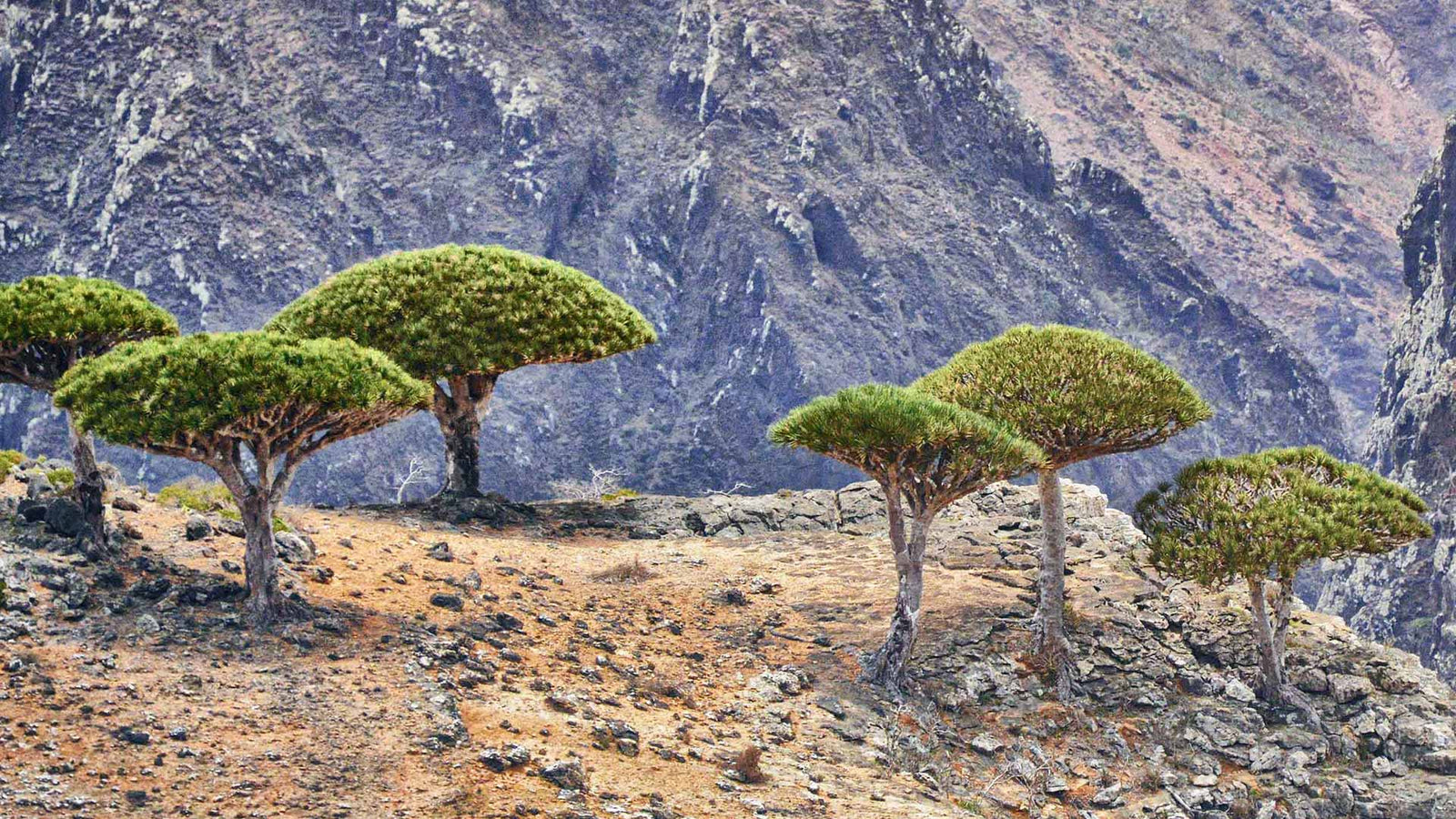 5 tips om je eigen Drakenbloedboom te verzorgen