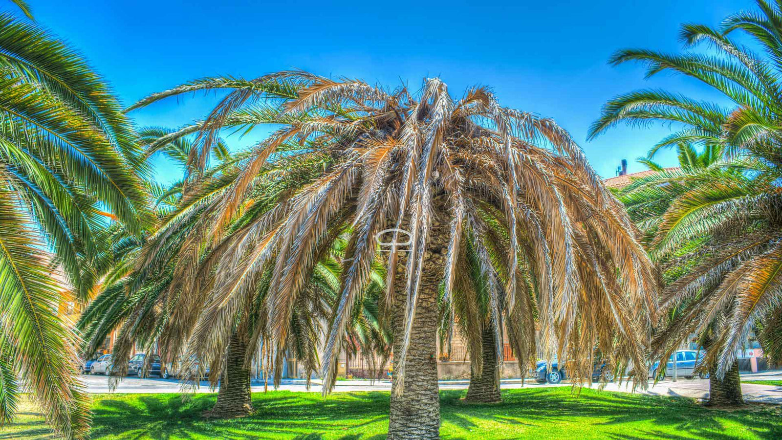 Voedingstekort bij Palmbomen Herkennen & Oplossen – tips voor Gezonde Bladeren