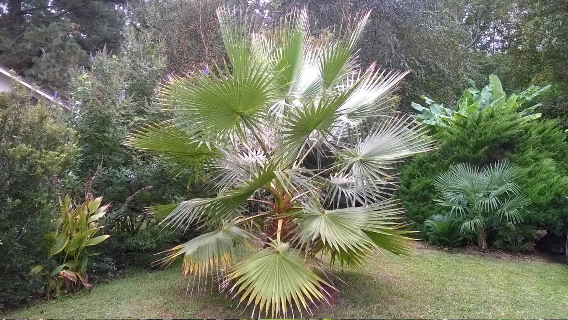 7 Tipps für die Aussaat und den Anbau Ihrer Washingtonia Filibusta-Palme